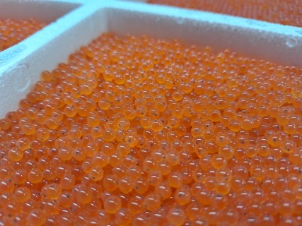 Cliquez pour agrandir l'image